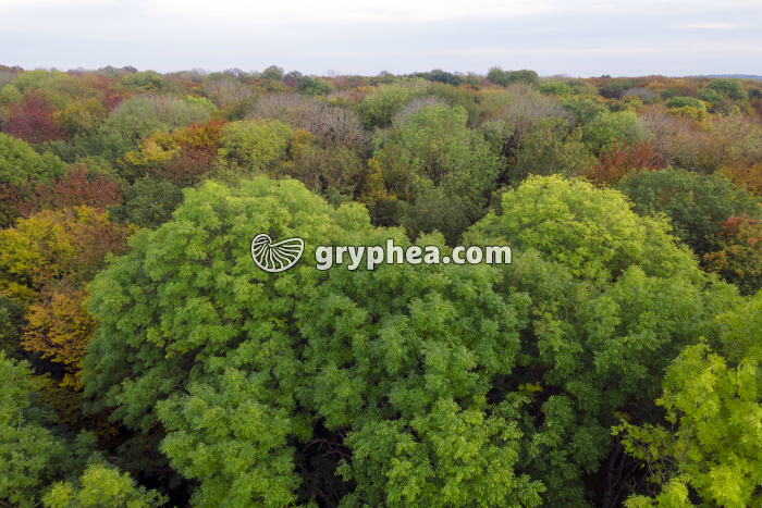 Forêt de feuillus en automne - gryphea.org
